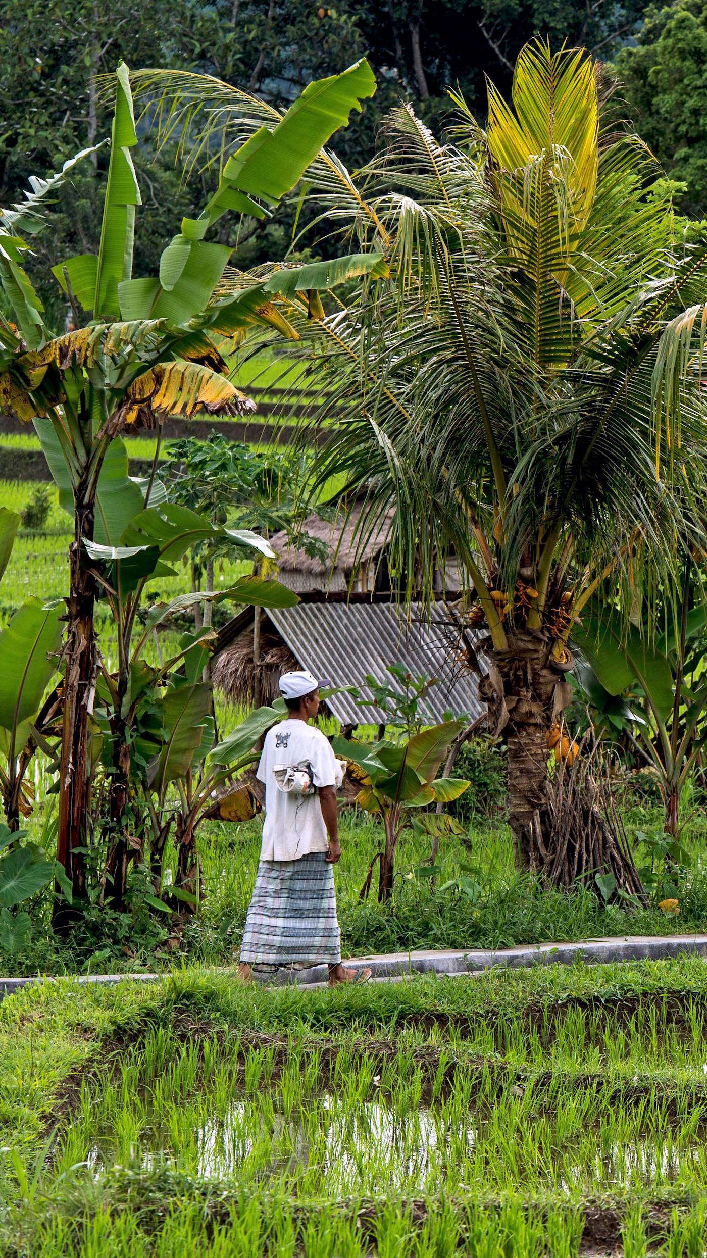 Rizières à Siedemen - Bali - Indonésie