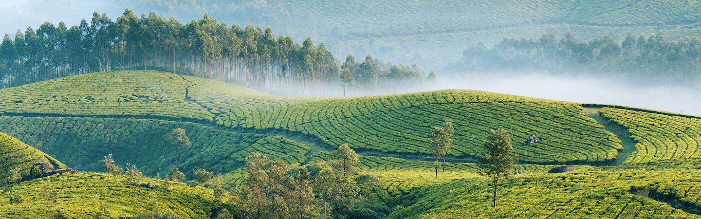 Plantations de thé à Munnar - Kerala - Inde