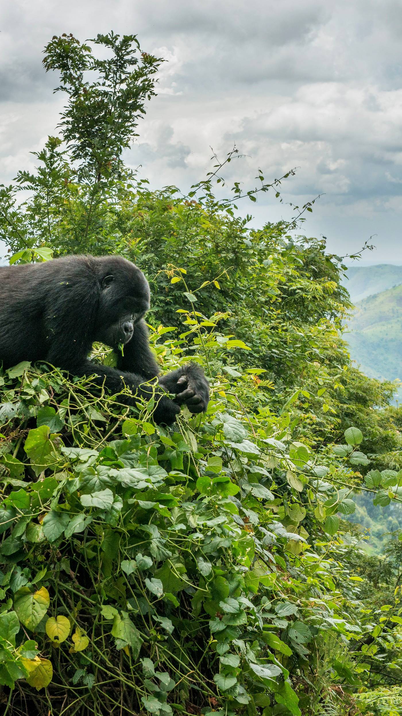 Gorille des montagnes dans la forêt impénétrable de Bwindi - Bwindi - Ouganda