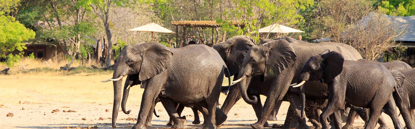 Troupeau d'éléphants dans le parc national de Hwange - Zimbabwe