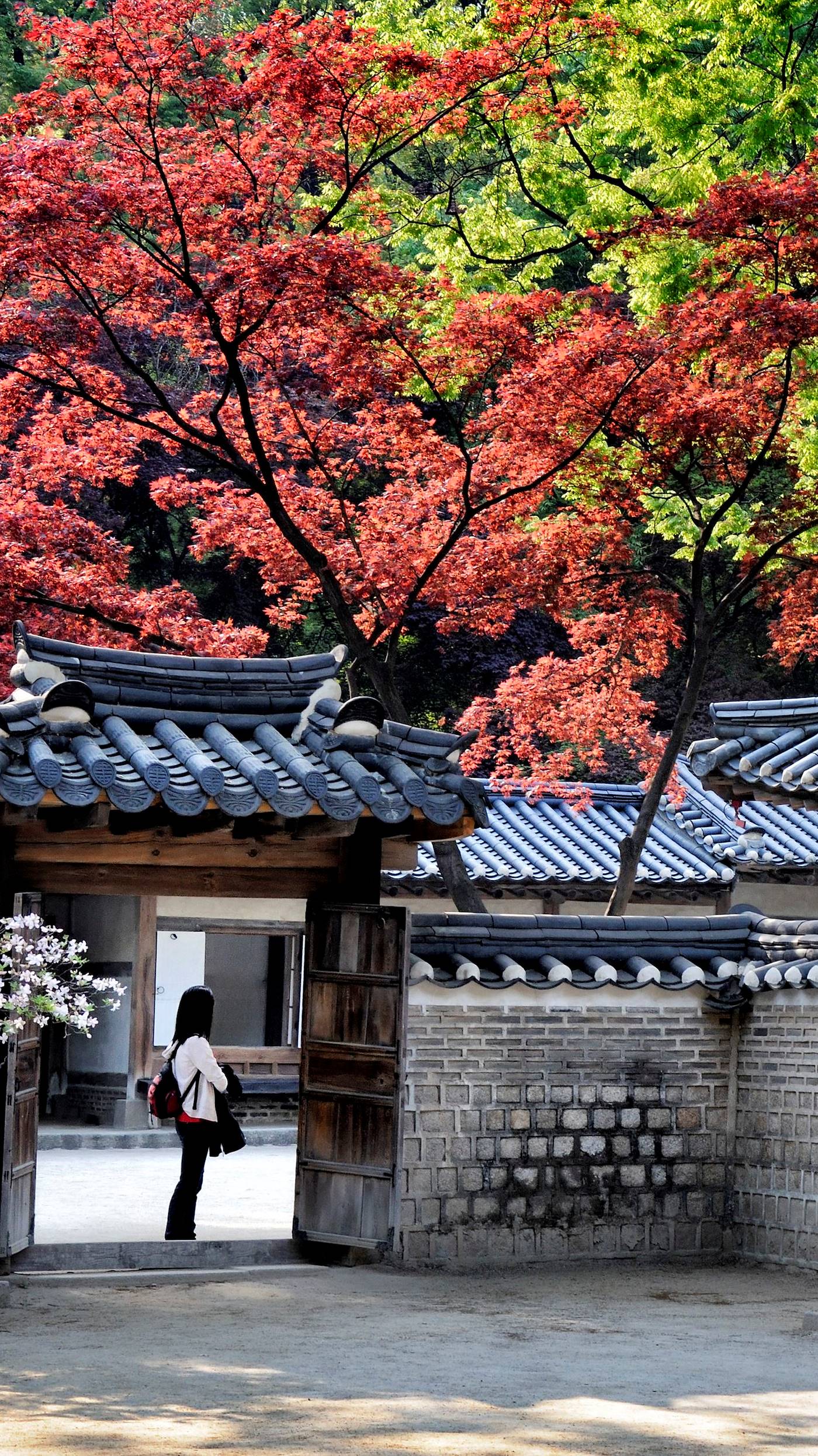 Le Jardin Secret (Huwon) de Changdeokgung à Séoul - Corée du Sud