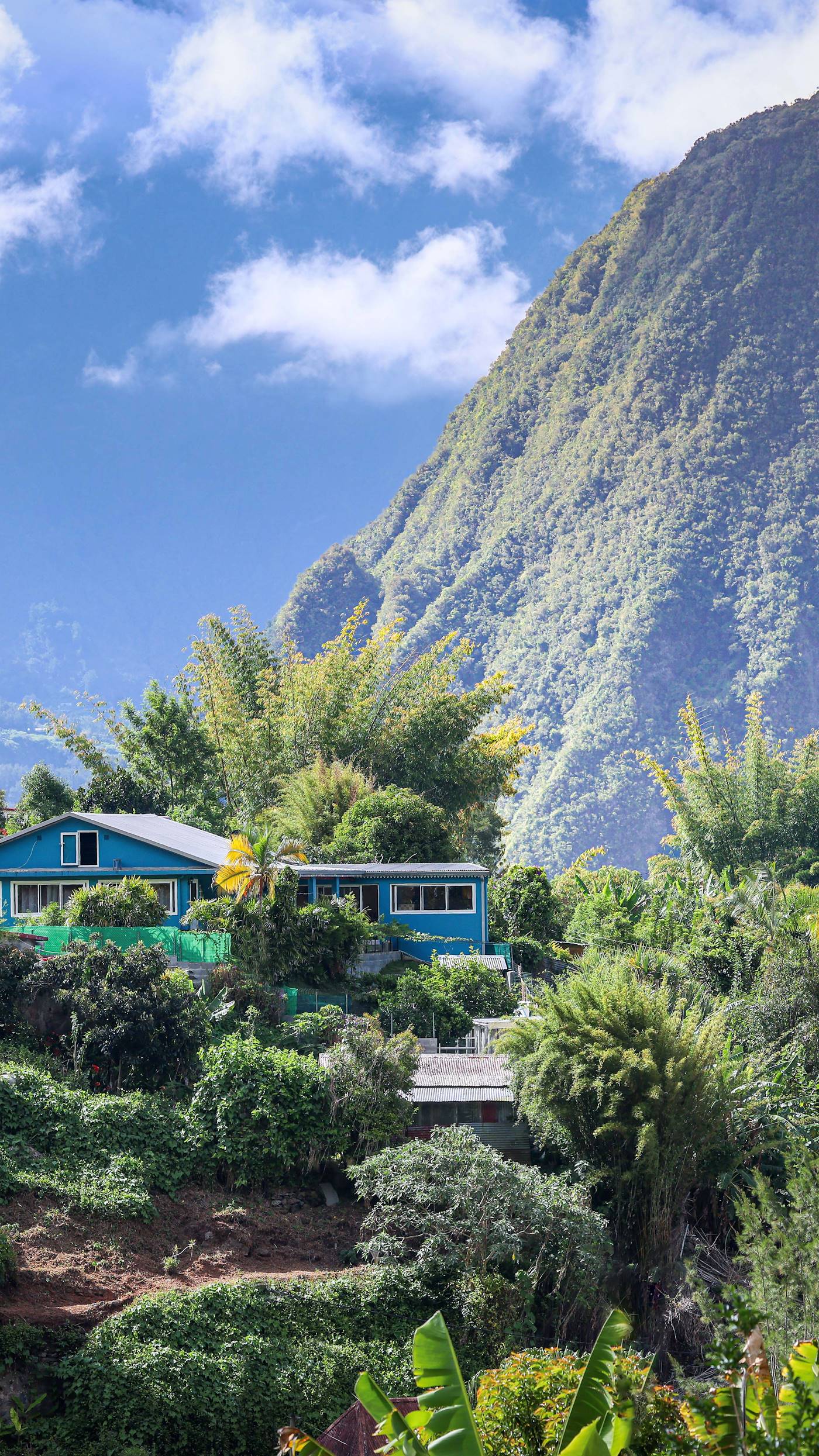 Randonnée dans la forêt de Bélouve - Cirque de Salazie - La Réunion