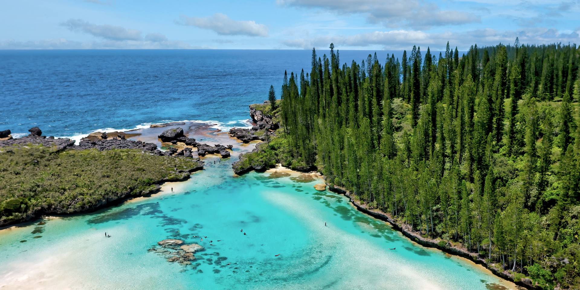 Faune et flore de la NouvelleCalédonie Conseils voyage Nouvelle