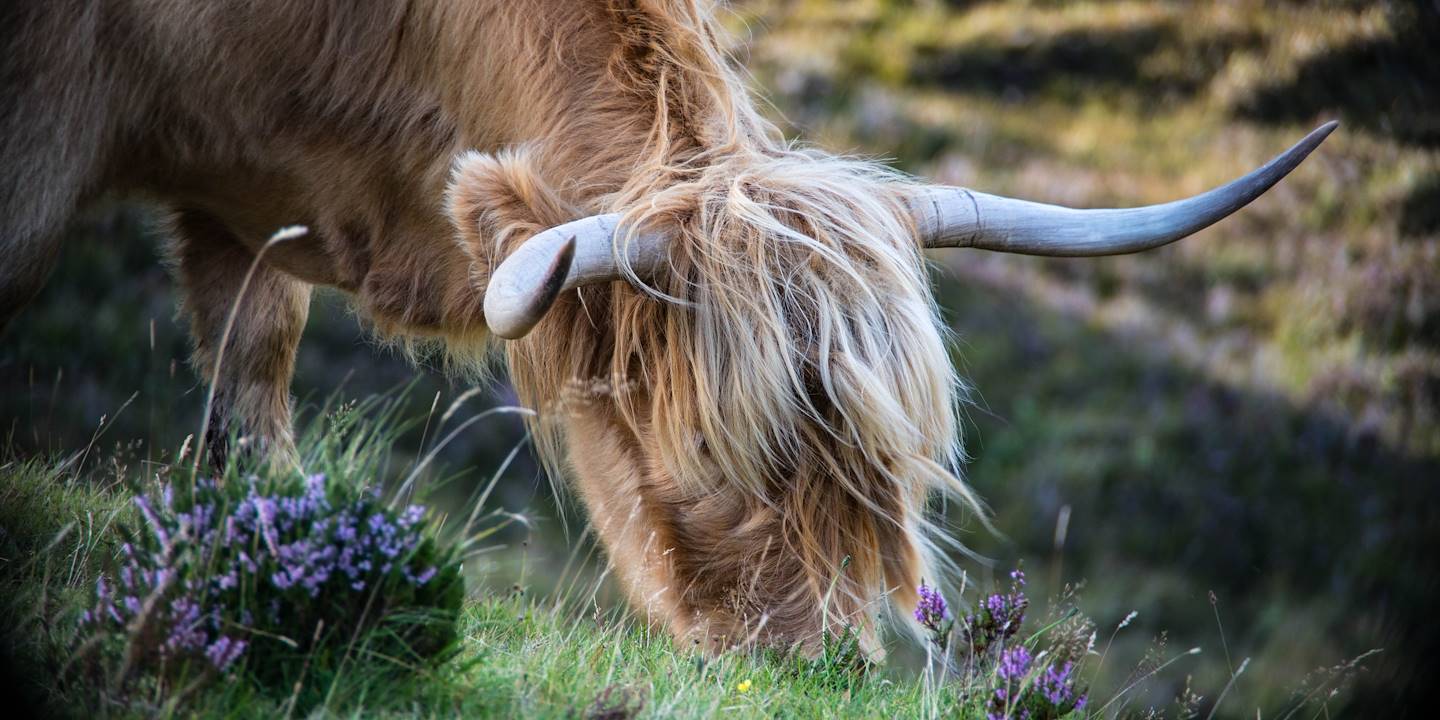 Une vache Highland - Île de Skye - Écosse - Royaume-Uni