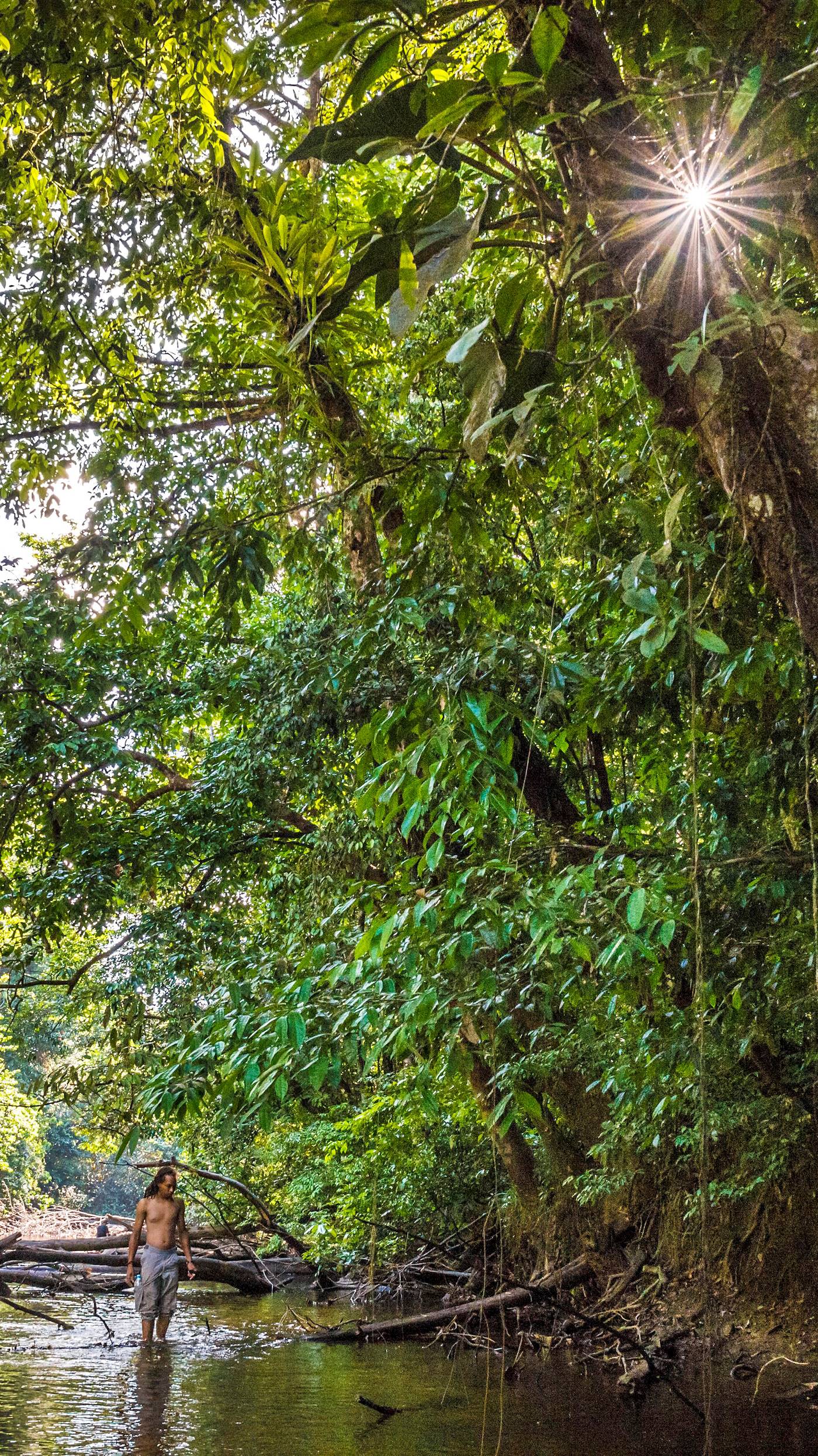 Forêt amazonienne - Guyane