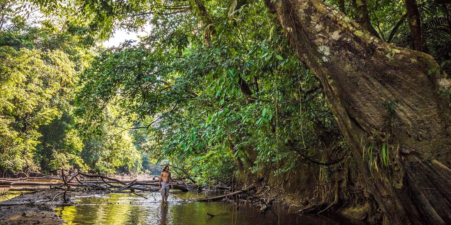 Forêt amazonienne - Guyane