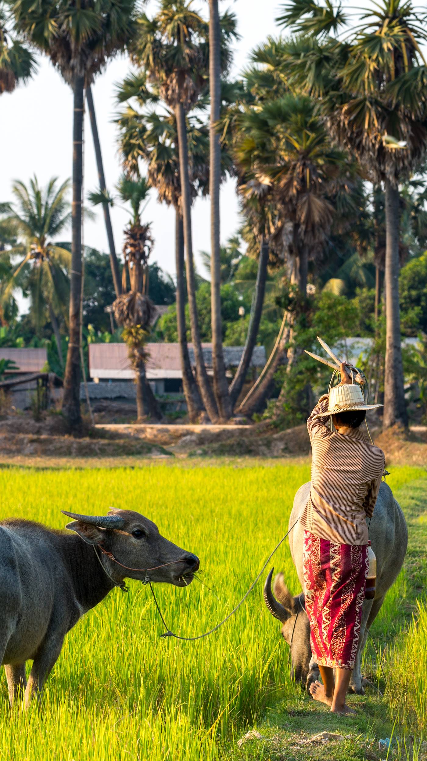 Rizières dans les environs de Siem Reap - Cambodge