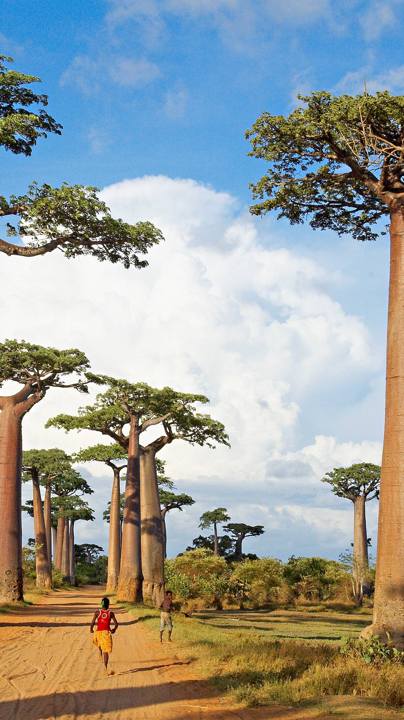 Allée des baobabs - Morondova - région du Ménabé - Madagascar