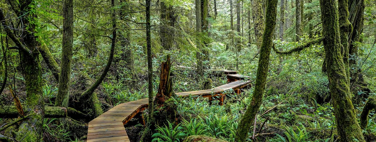 Forêt pluviale - Réserve de parc national Pacific Rim - Île de Vancouver - Canada