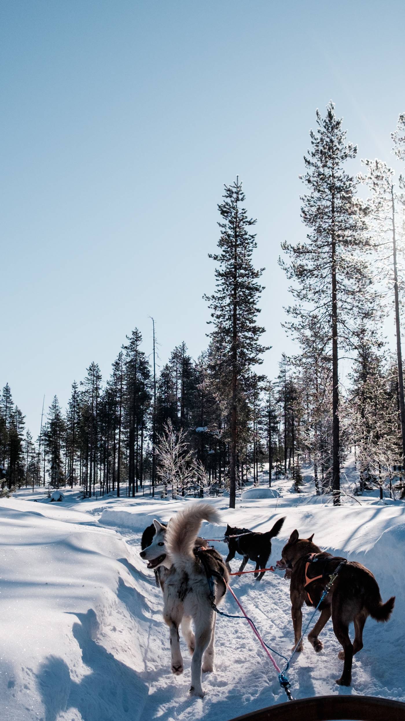 Safari en traîneau à chiens Husky à travers la forêt - Rovaniemi - Laponie - Finlande