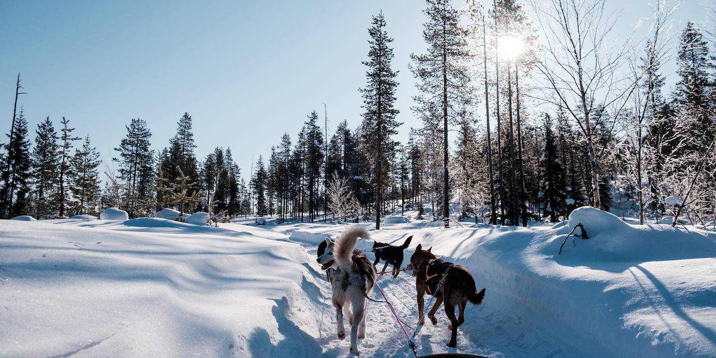Safari en traîneau à chiens Husky à travers la forêt - Rovaniemi - Laponie - Finlande
