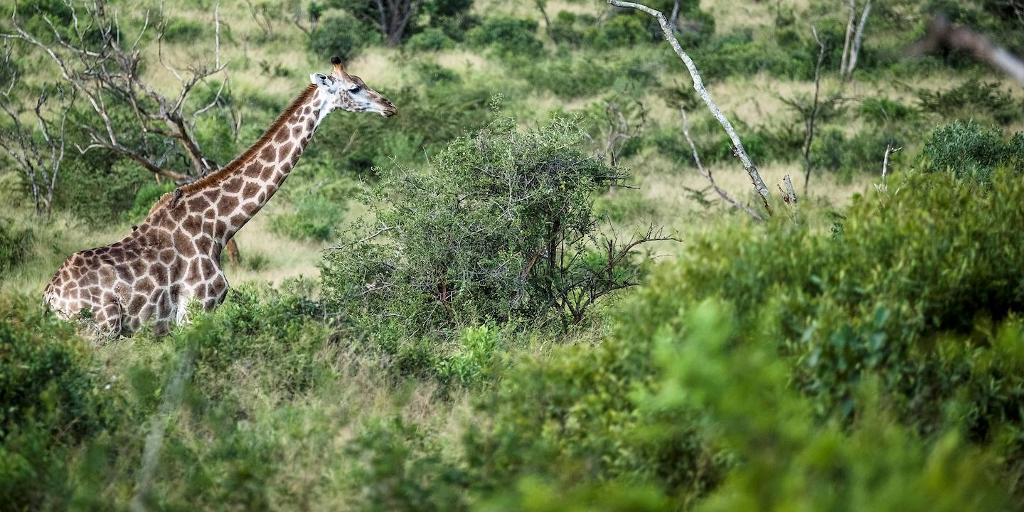 Safari en 4x4 dans la réserve de Hluhluwe-Umfolozi - Hluhluwe - KwaZulu-Natal - Afrique du Sud