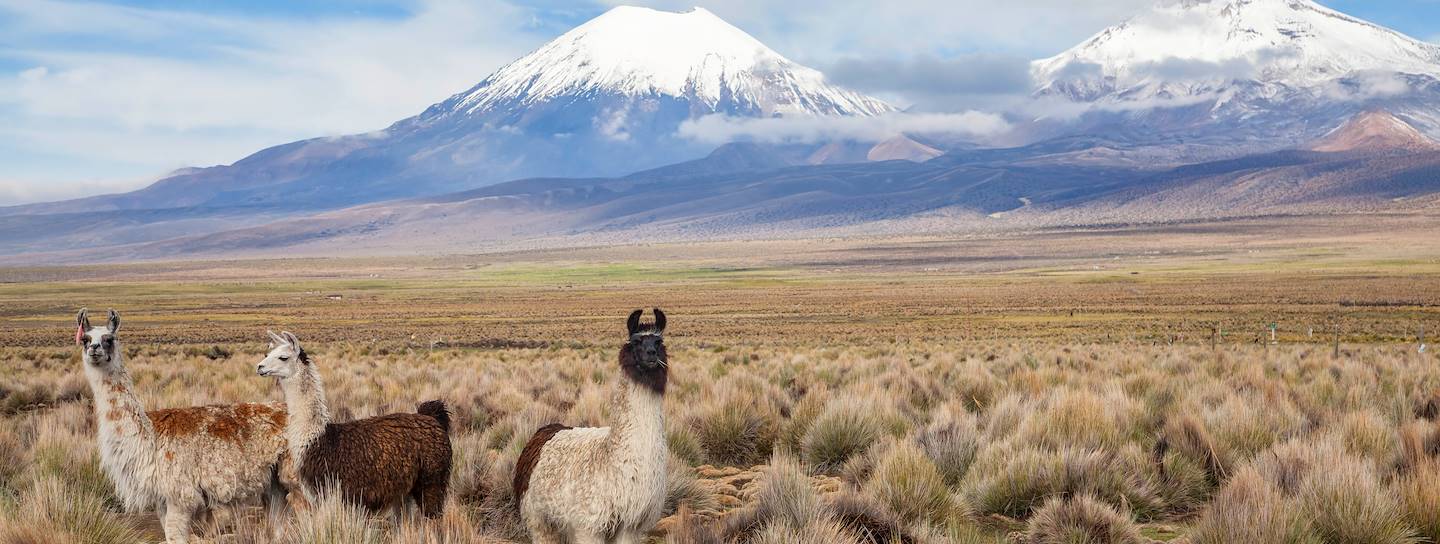 Lamas dans le parc national de Sajama - Bolivie
