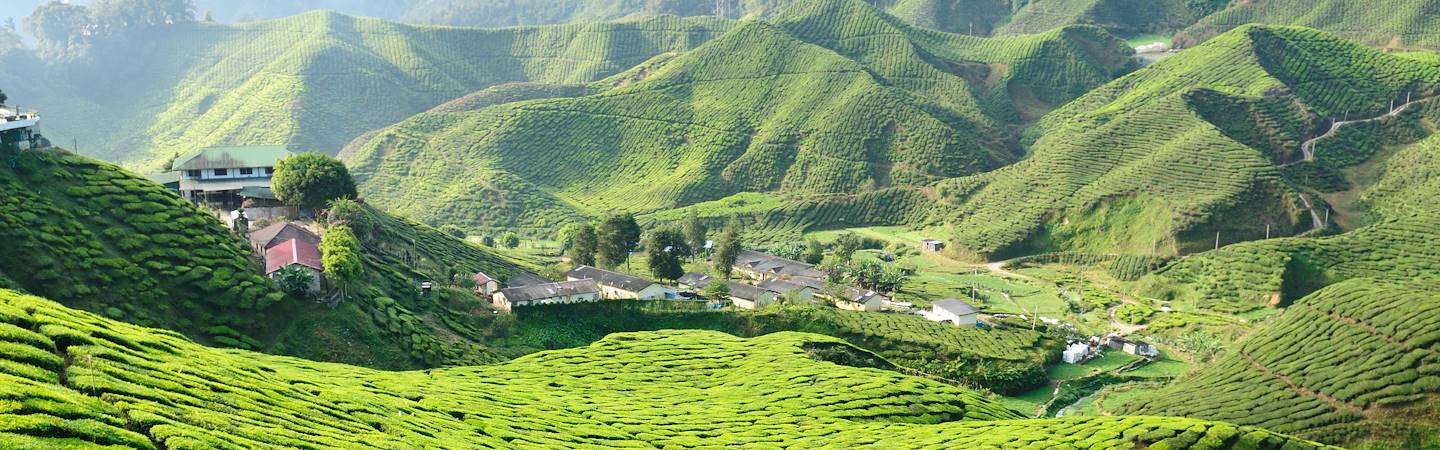Plantations de thé - Cameron Highlands - État de Pahang - Malaisie