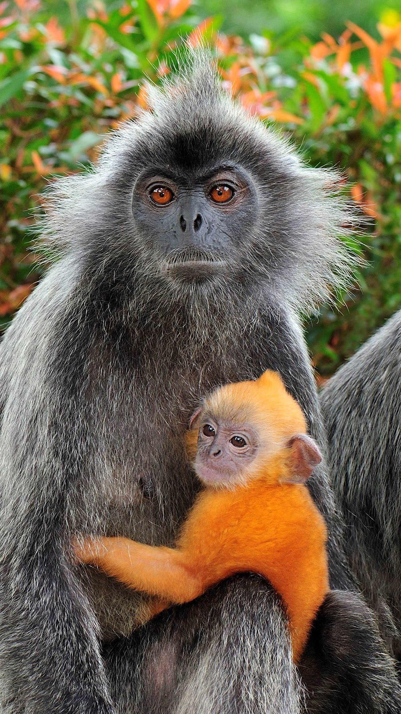 Singes feuille argentée - Parc naturel de Kuala Selangor - Malaisie