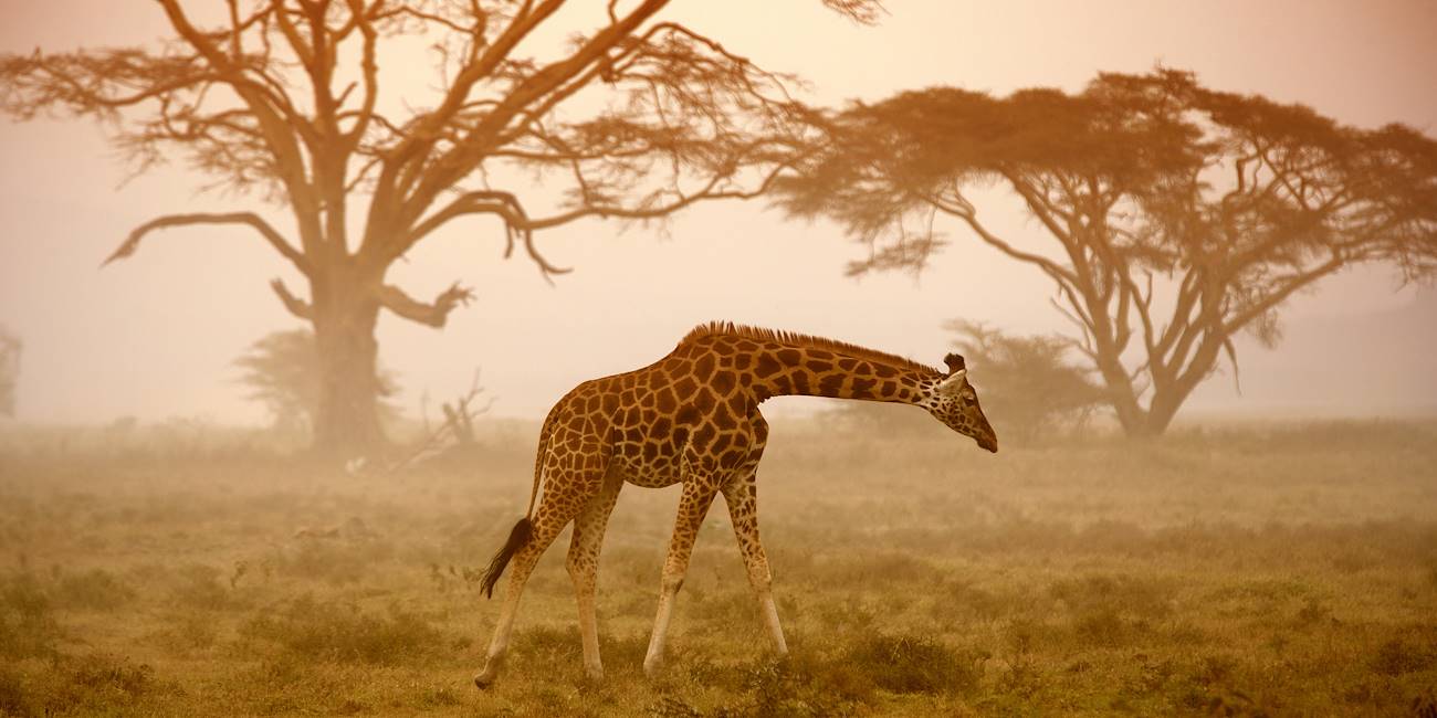 Girafe - Kenya