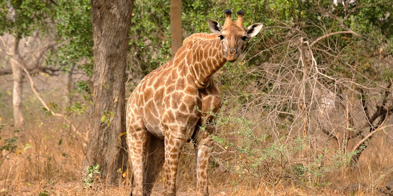 Girafe dans la réserve naturelle - Sénégal