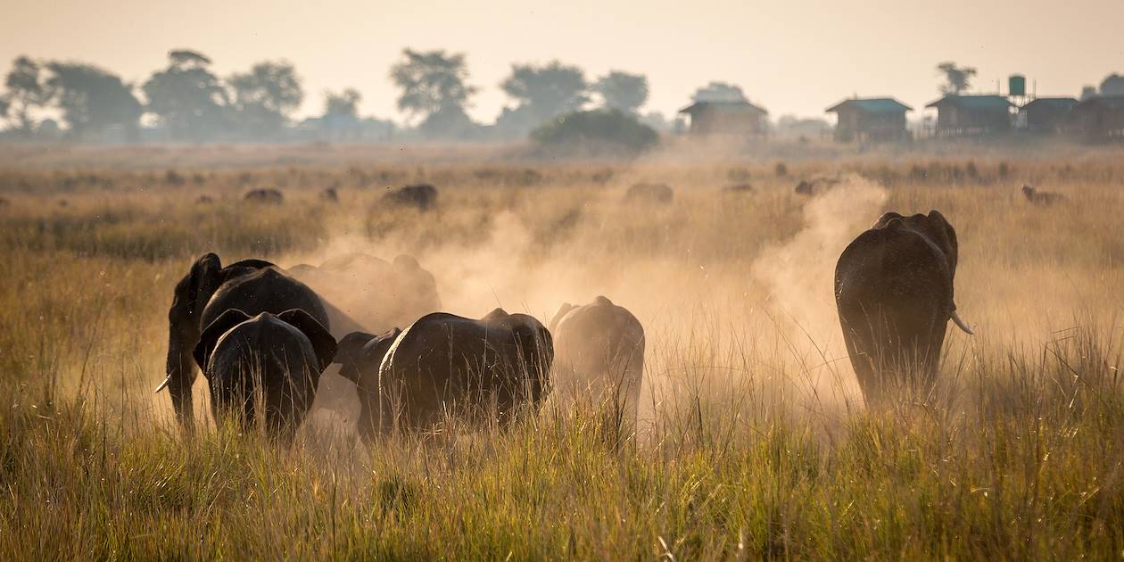 Éléphants dans le parc national de Chobe - Botswana 