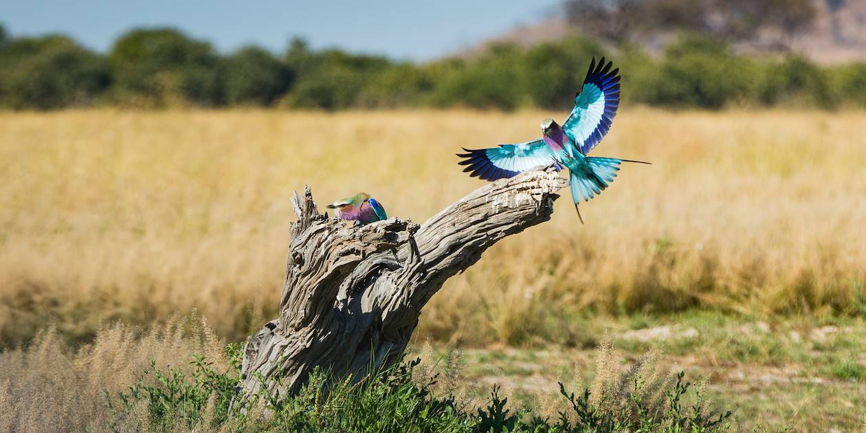 Faune près de Savuti - Chobe National Park - Botswana 