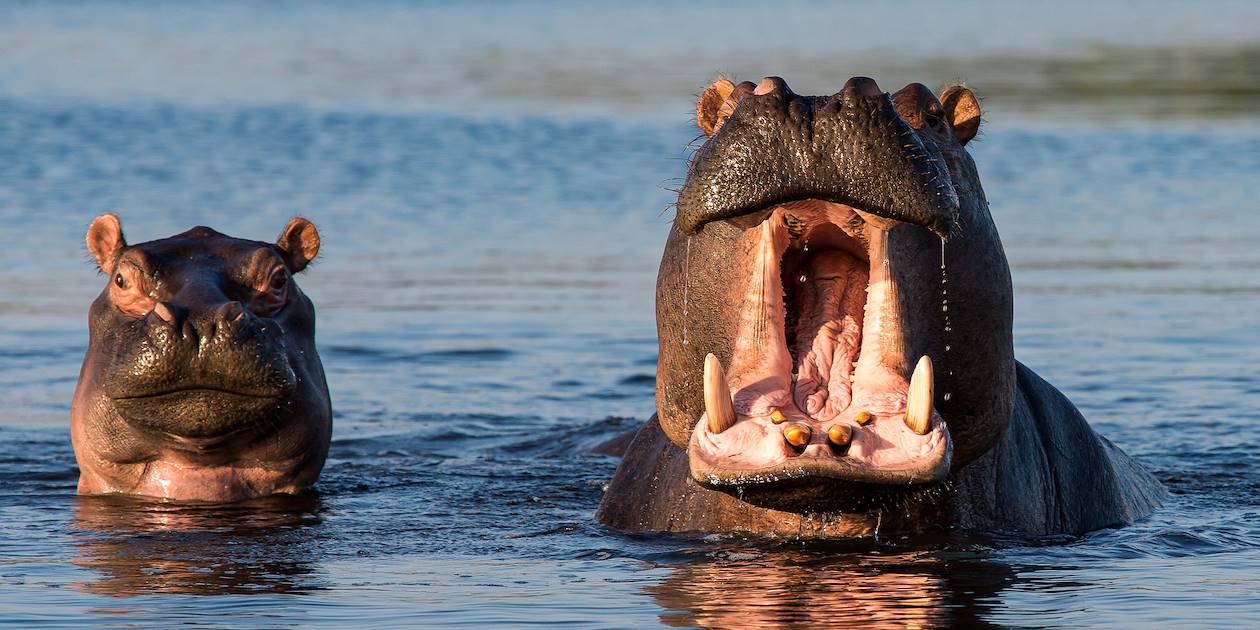 Hippopotames - Botswana 