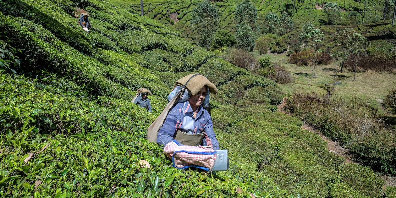 Femmes récoltant les feuilles de thé à la Lockhart Tea Factory - Munnar - Inde