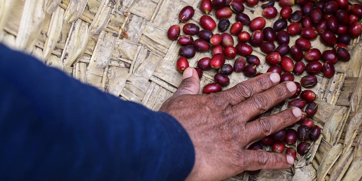 Découverte de plantations de café - Tanzanie