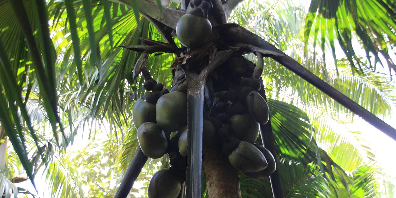Cocos de mer - Vallée de Mai - Île de Praslin - Seychelles