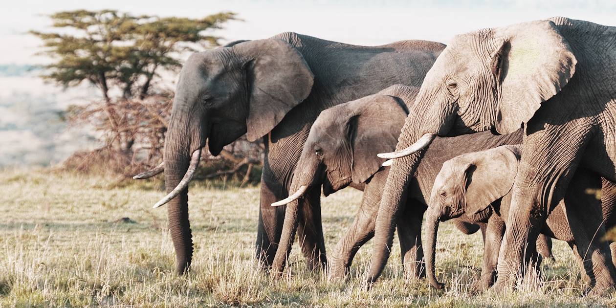 Éléphants dans la réserve du Masai Mara - Kenya