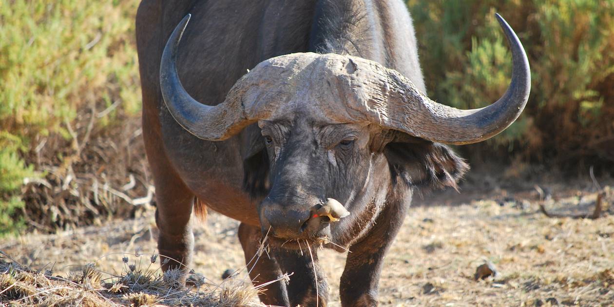 Buffle dans la réserve nationale de Samburu - Kenya