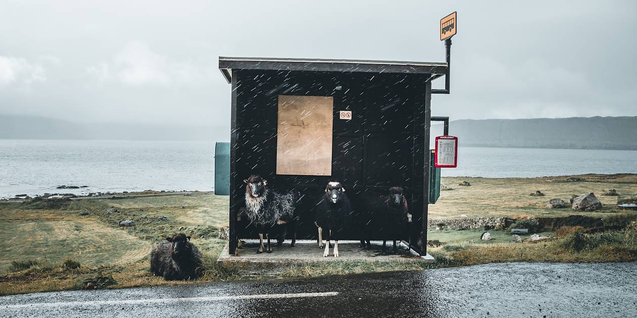 Moutons à un arrêt de bus - Îles Féroé - Danemark 
