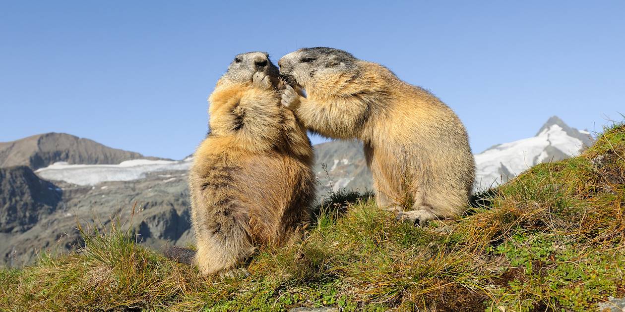 Marmottes dans le Parc National Hohe Tauern - Autriche