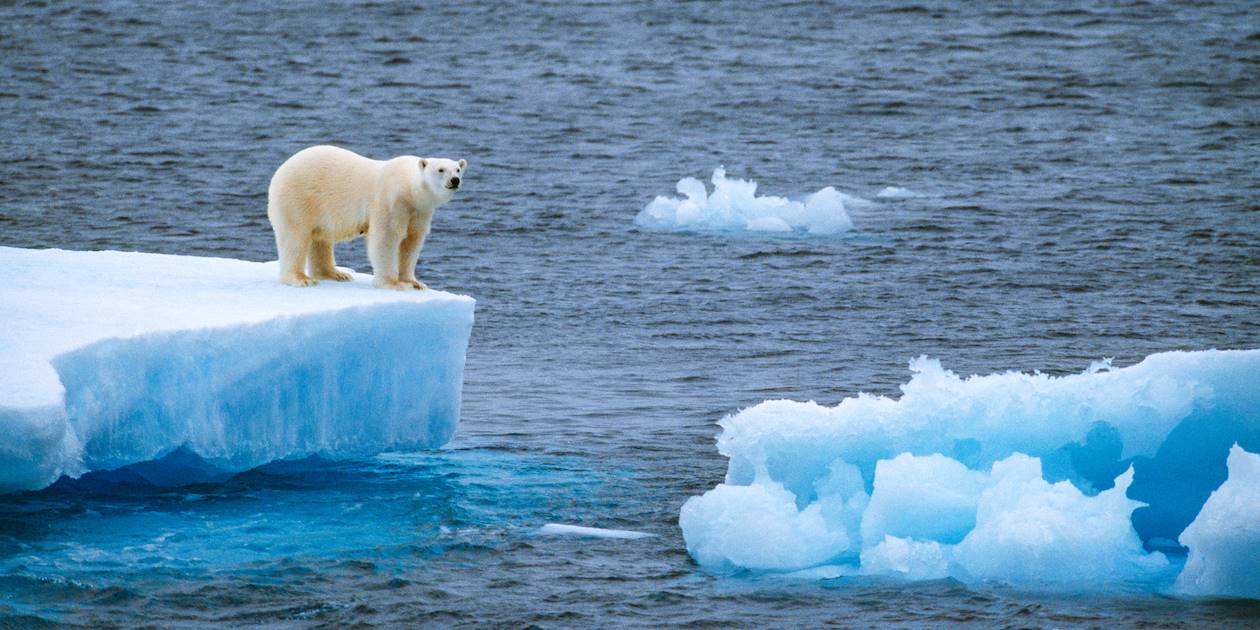 Ours polaire sur un iceberg - Groenland