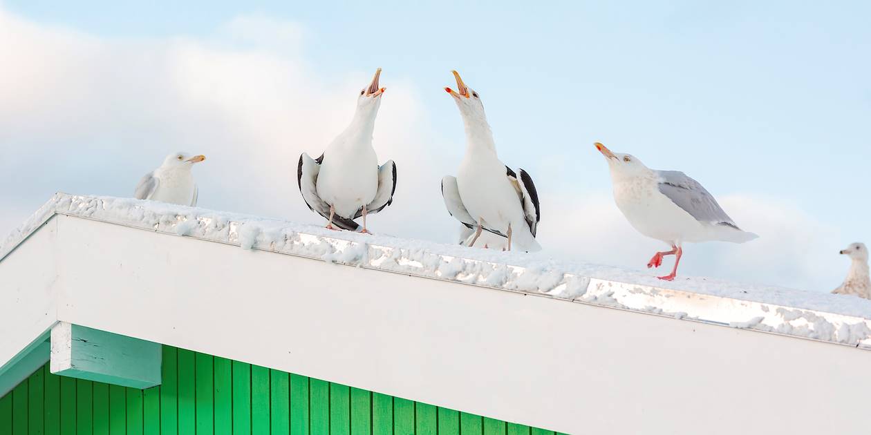 Mouettes sur un toit de maison - Groenland