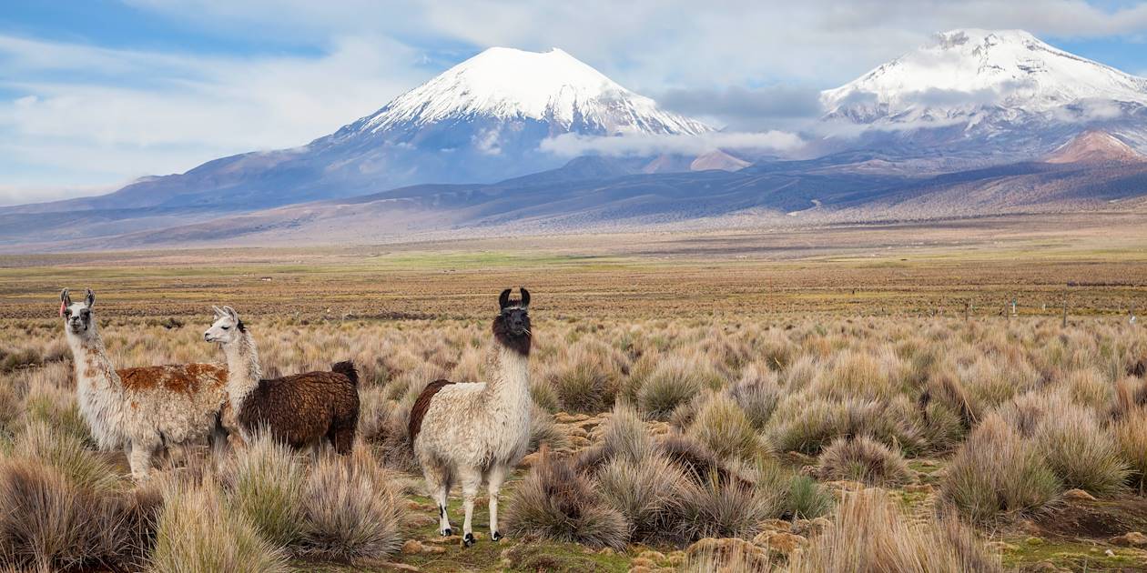 Lamas dans le parc national de Sajama - Bolivie