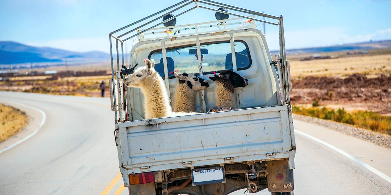 Trois alpagas à l'arrière d'une camionnette - Bolivie