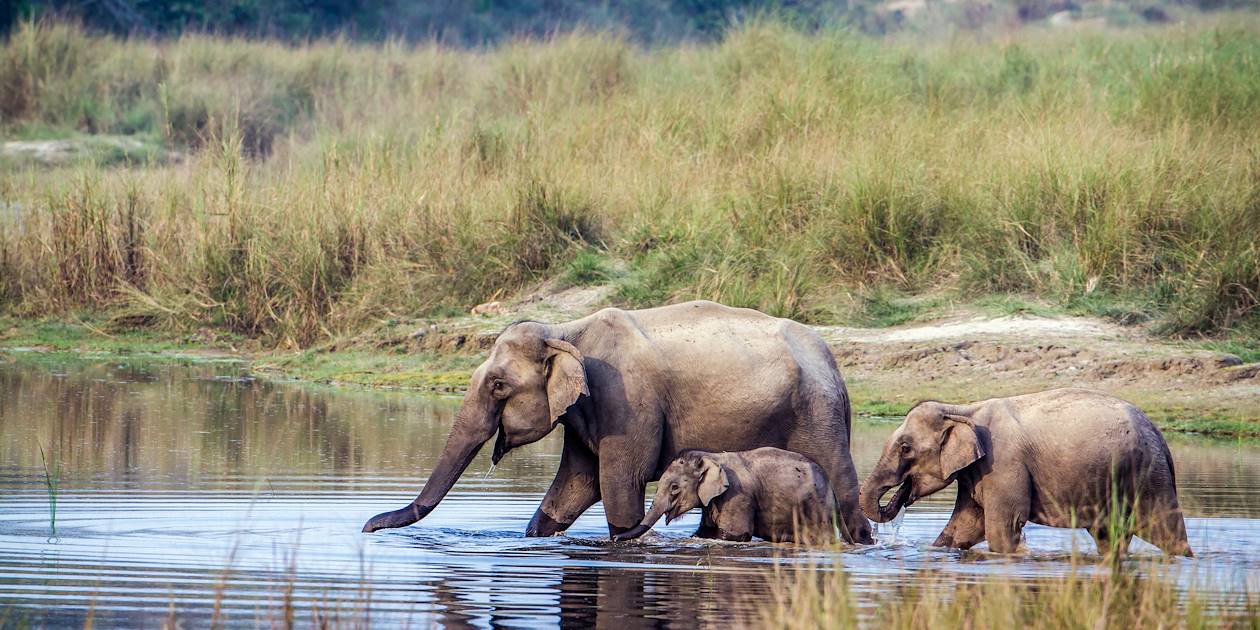 Éléphants dans le parc national de Chitwan - Népal