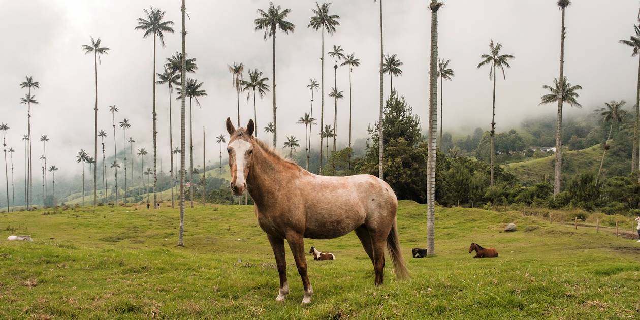 La Vallée de Cocora et ses palmiers de cire - Colombie