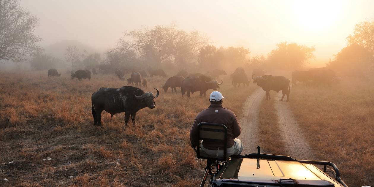 Safari à l'aube dans la Réserve Naturelle de Majete - Malawi 