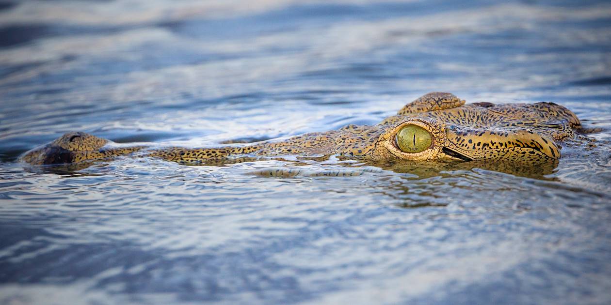 Crocodile dans le Parc National du Liwonde - Malawi