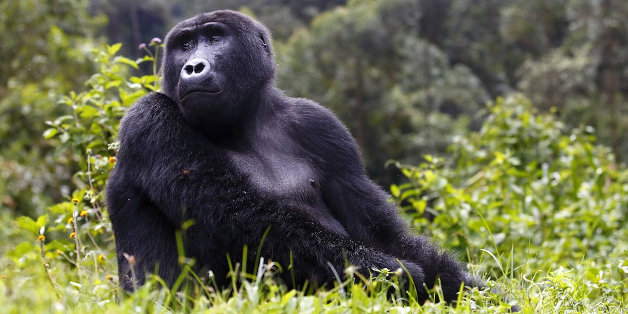 Femelle gorille - Ouganda