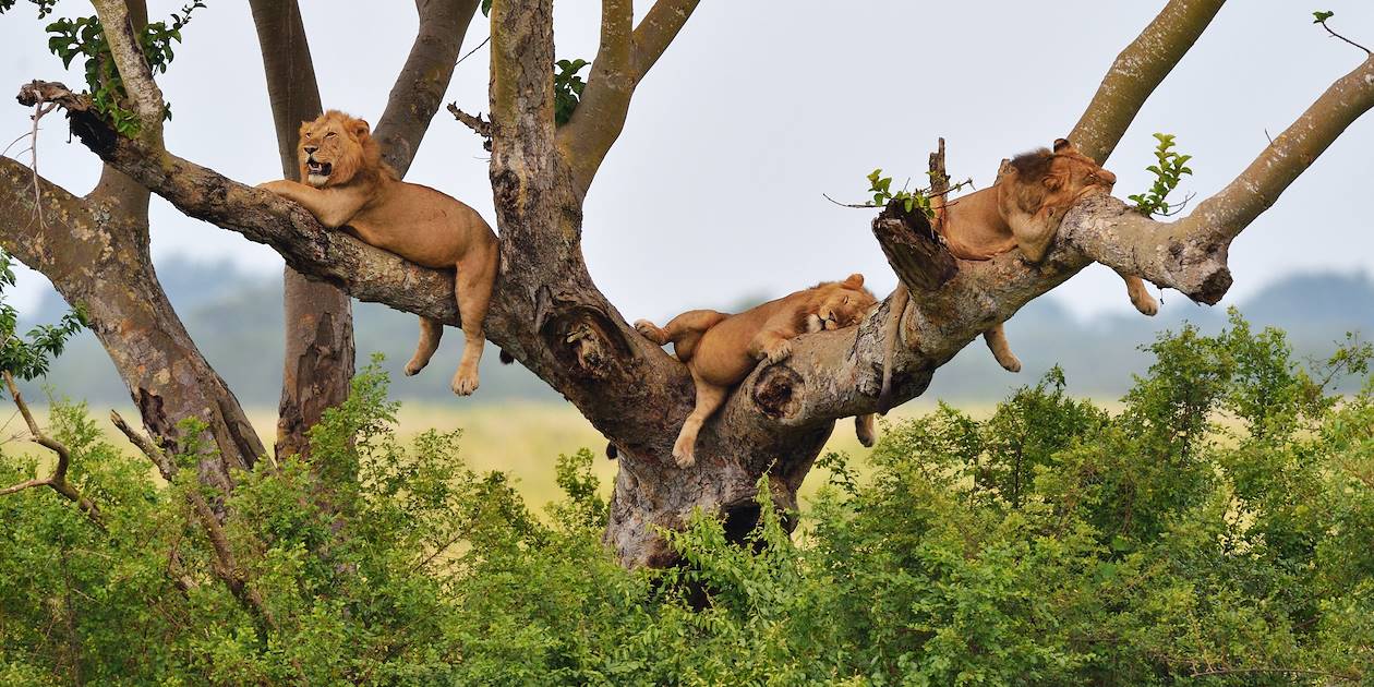 Lions - Parc national Queen Elizabeth - Ouganda