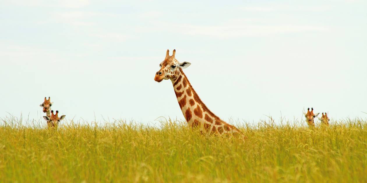 Girafes curieuses - Ouganda