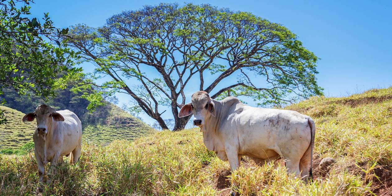 Vaches aux grandes oreilles - Costa Rica