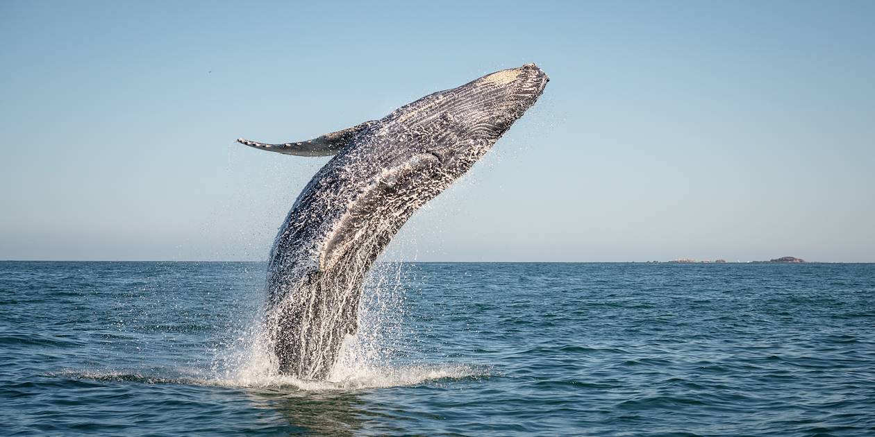 Baleine au large de St Gilles les Bains - La Réunion