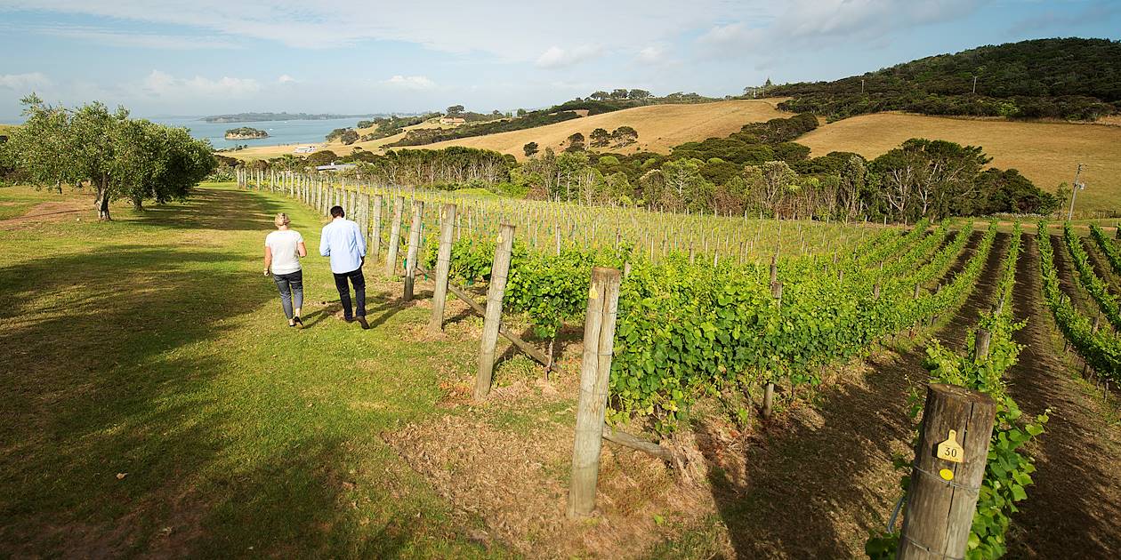 Vignobles de l'île de Waiheke - Auckland - Nouvelle-Zélande
