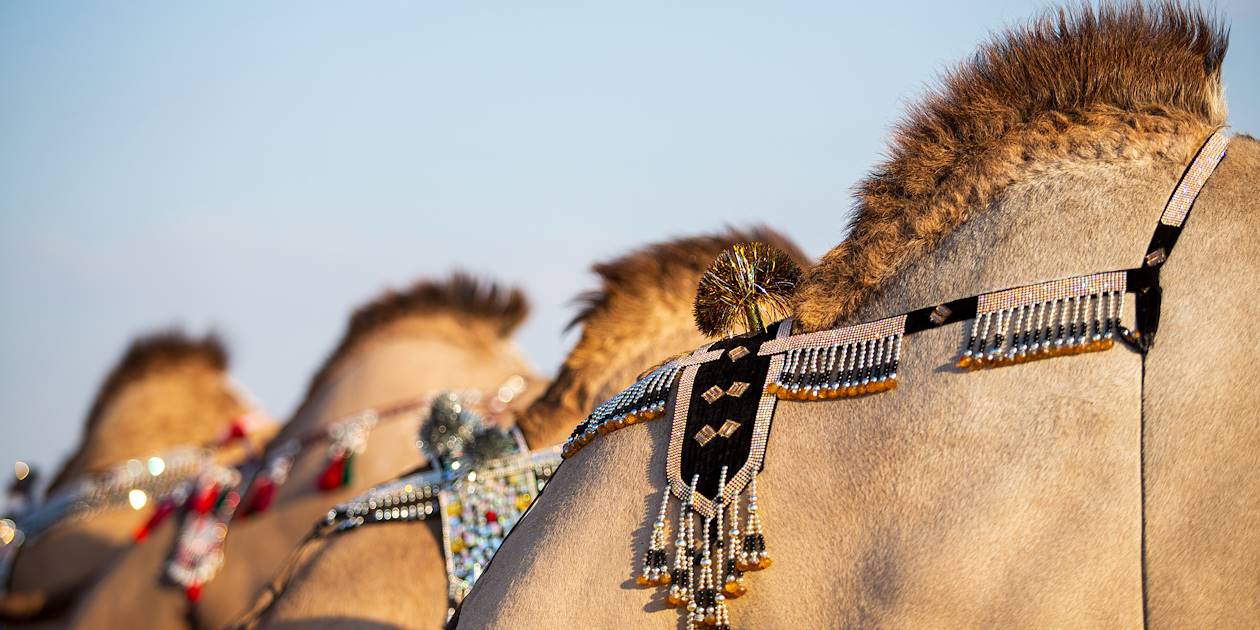 Détail d'ornements sur le dos de chameaux - Oman