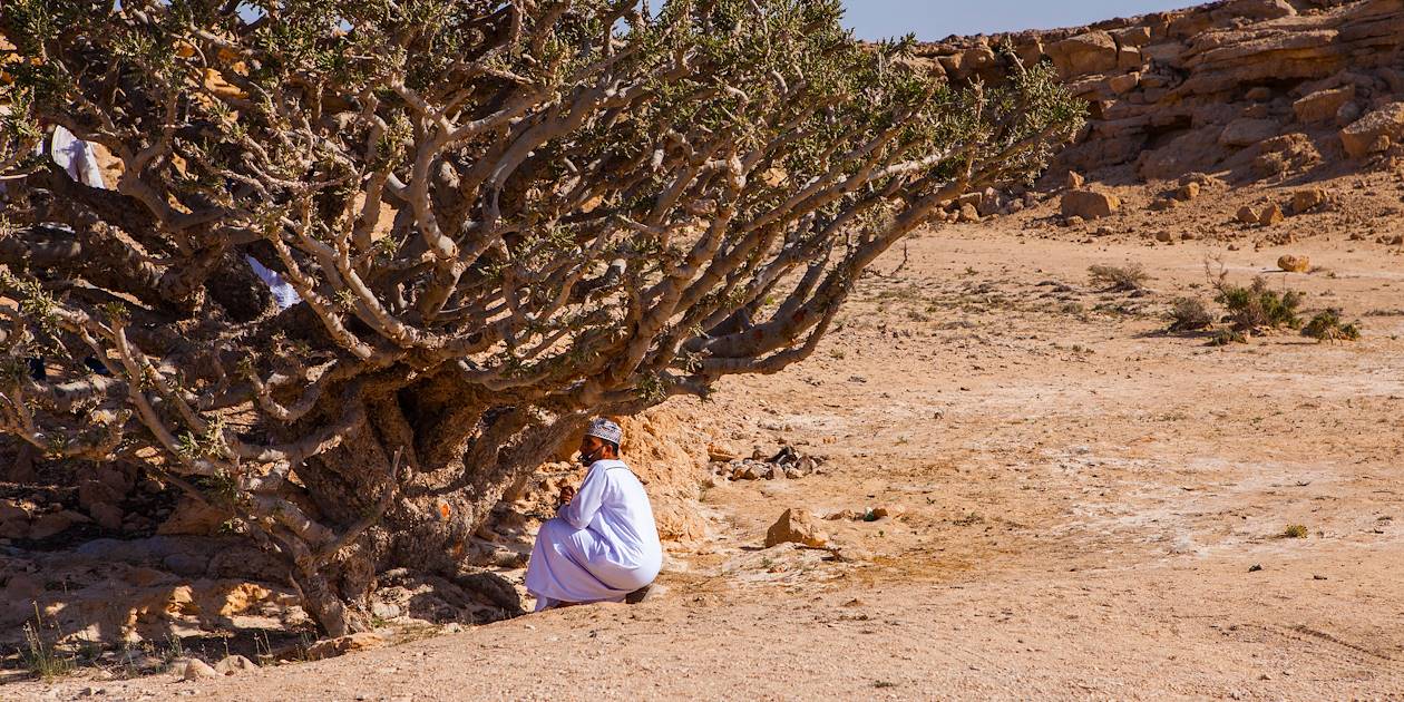Récolte de la résine d'un arbre à encens - Jabal Dhofar - Oman