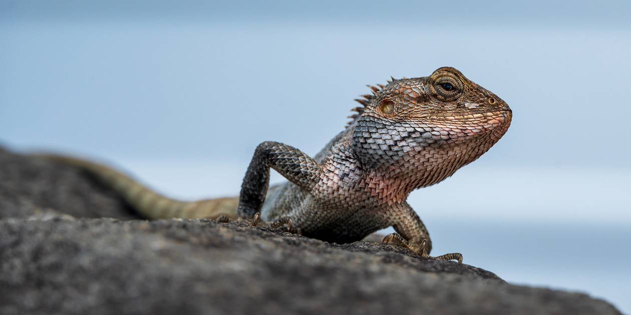 Reptile sur l'île de Rodrigues - Île Maurice