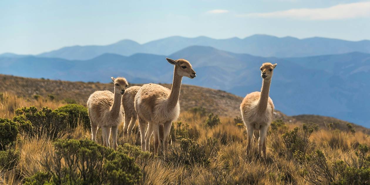 Alpagas dans le canyon Quebrada de Humahuaca - Jujuy - Argentine