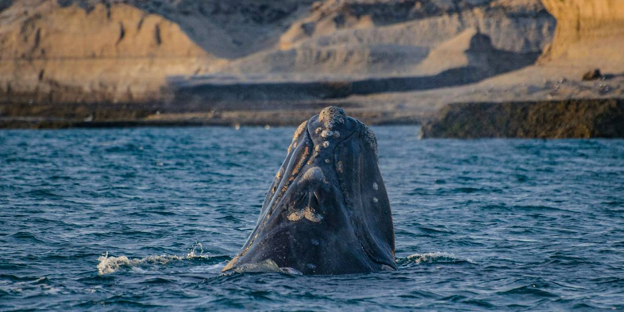 Observation des baleines dans la péninsule de Valdès - Argentine